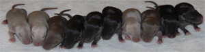 10 day old baby rats