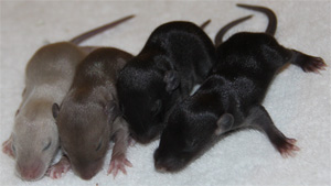 11 day old baby boy rats