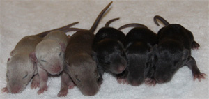 11 day old baby girl rats