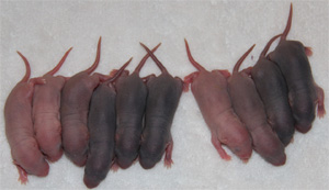 4 day old baby rats