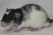 black variegated dumbo rat