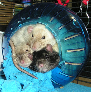 black eyes siamese and black hooded rat in ball