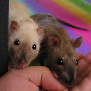 black eyed siamese and burmese rats