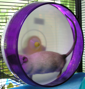 black eyes siamese in super pet large silent spinner wheel