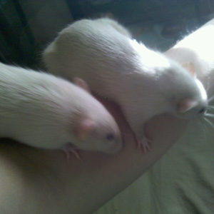 black eyes siamese rat babies on arm