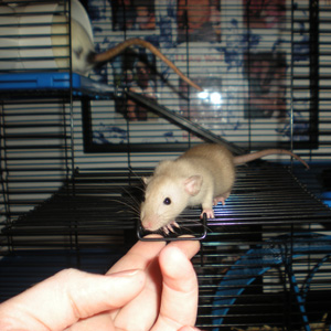 black eyed siamese rat baby