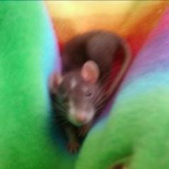 black berkshire rat baby in hand made hammock