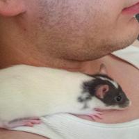 black capped rat baby with food in cage