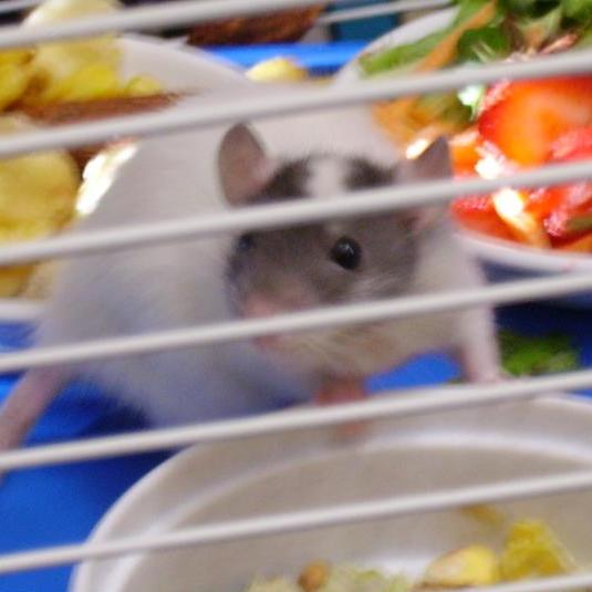 black capped rat baby with food in cage