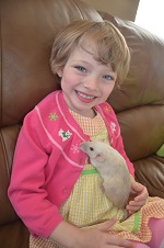 black eyes siamese rat with girl