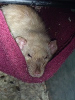 black eyed siamese rat hammock