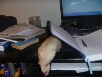 black eyed Siamese on desk