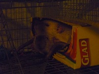 two black eyed Siamese in box