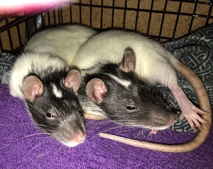 twin rats