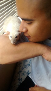 twin rats