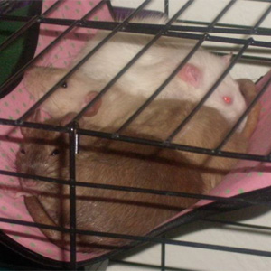 black eyed siamese, burmese and albino rat in hammock