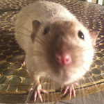 black eyed siamese rat