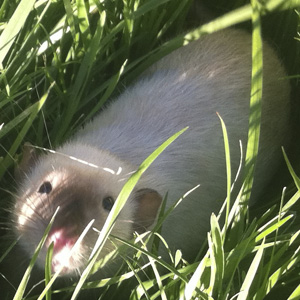 black eyed siamese rat in grass