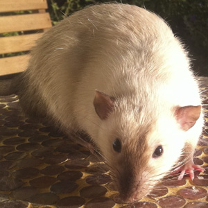 black eyed siamese rat on table